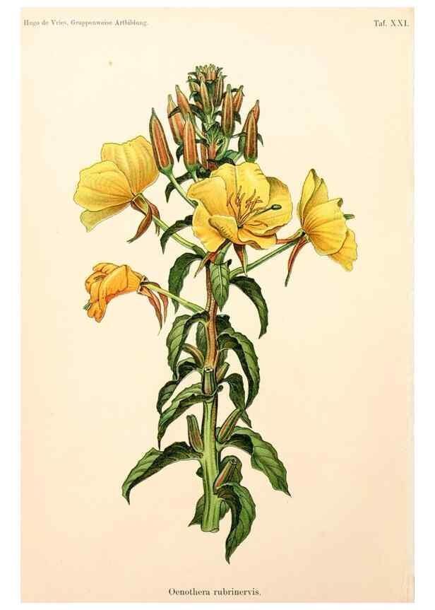 Reproducción/Reproduction 7164928702: Gruppenweise artbildung unter spezieller berücksichtigung der gattung Oenothera,. Berlin,Gebrüder Borntraeger,1913.
