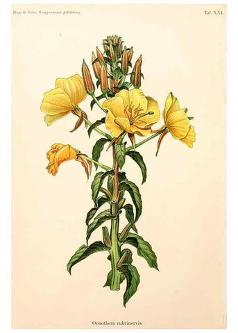 Reproducción/Reproduction 7164928702: Gruppenweise artbildung unter spezieller berücksichtigung der gattung Oenothera,. Berlin,Gebrüder Borntraeger,1913.