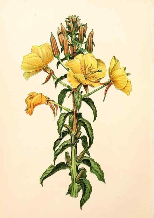 Reproducción/Reproduction 7164928702: Gruppenweise artbildung unter spezieller berücksichtigung der gattung Oenothera,. Berlin,Gebrüder Borntraeger,1913.