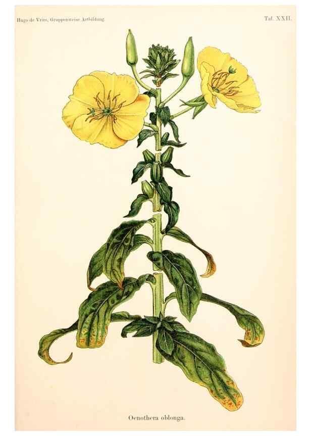Reproducción/Reproduction 7164929554: Gruppenweise artbildung unter spezieller berücksichtigung der gattung Oenothera,. Berlin,Gebrüder Borntraeger,1913.