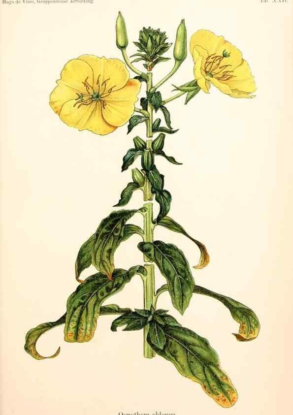 Reproducción/Reproduction 7164929554: Gruppenweise artbildung unter spezieller berücksichtigung der gattung Oenothera,. Berlin,Gebrüder Borntraeger,1913.