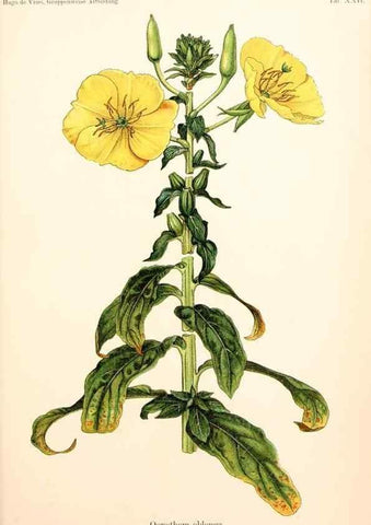 Reproducción/Reproduction 7164929554: Gruppenweise artbildung unter spezieller berücksichtigung der gattung Oenothera,. Berlin,Gebrüder Borntraeger,1913.