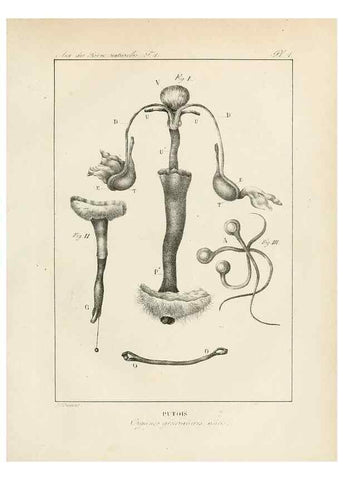 Reproducción/Reproduction 7165098378: Annales des sciences naturelles :. Paris :Crochard
