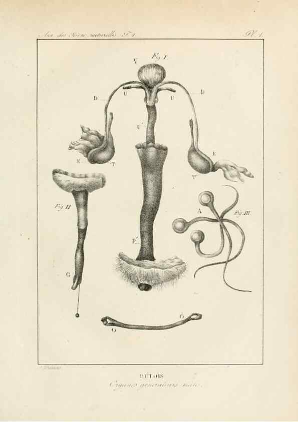 Reproducción/Reproduction 7165098378: Annales des sciences naturelles :. Paris :Crochard