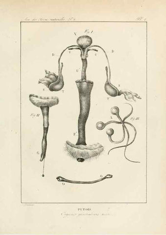 Reproducción/Reproduction 7165098378: Annales des sciences naturelles :. Paris :Crochard