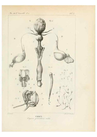 Reproducción/Reproduction 7165100190: Annales des sciences naturelles :. Paris :Crochard