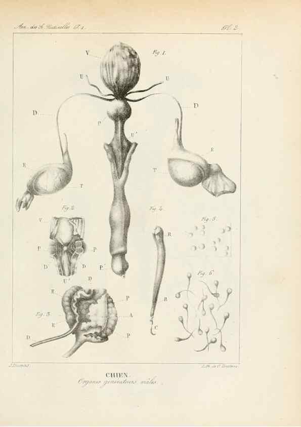 Reproducción/Reproduction 7165100190: Annales des sciences naturelles :. Paris :Crochard