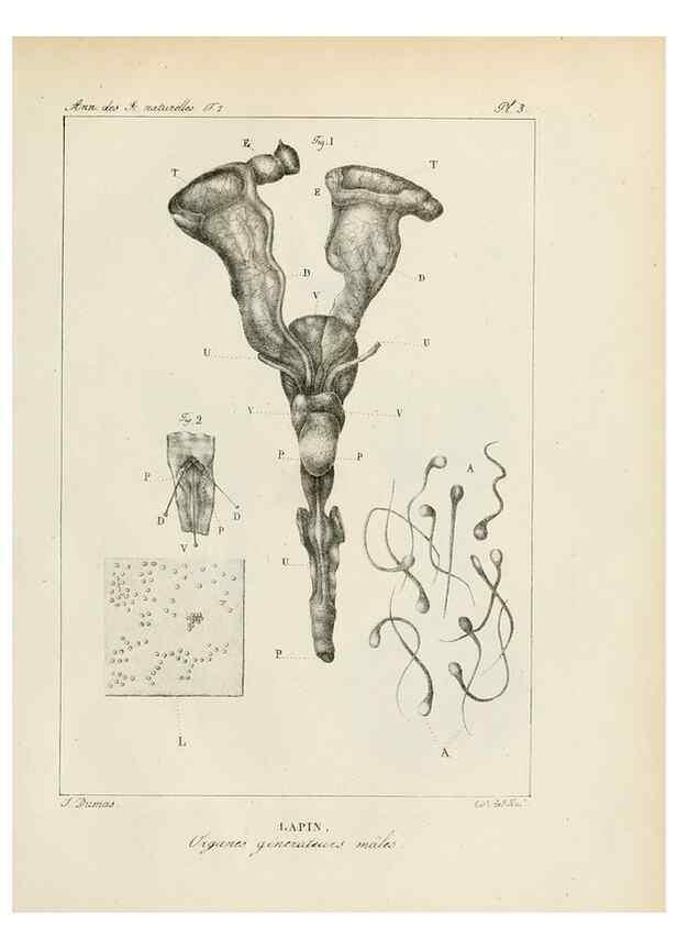 Reproducción/Reproduction 7165101410: Annales des sciences naturelles :. Paris :Crochard