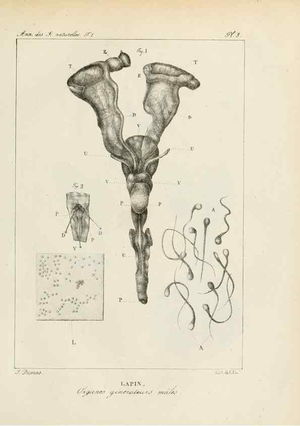 Reproducción/Reproduction 7165101410: Annales des sciences naturelles :. Paris :Crochard
