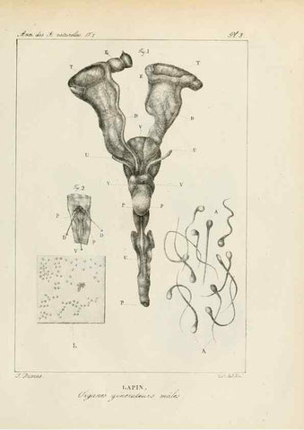 Reproducción/Reproduction 7165101410: Annales des sciences naturelles :. Paris :Crochard