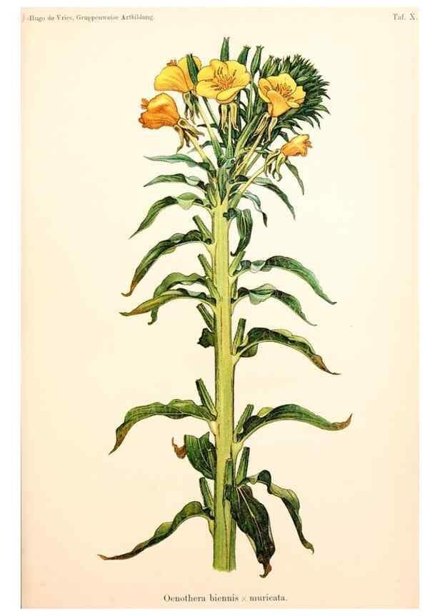 Reproducción/Reproduction 7164917136: Gruppenweise artbildung unter spezieller berücksichtigung der gattung Oenothera,. Berlin,Gebrüder Borntraeger,1913.