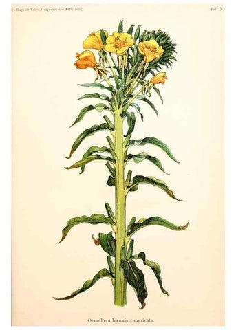 Reproducción/Reproduction 7164917136: Gruppenweise artbildung unter spezieller berücksichtigung der gattung Oenothera,. Berlin,Gebrüder Borntraeger,1913.