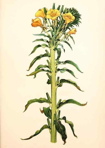 Reproducción/Reproduction 7164917136: Gruppenweise artbildung unter spezieller berücksichtigung der gattung Oenothera,. Berlin,Gebrüder Borntraeger,1913.