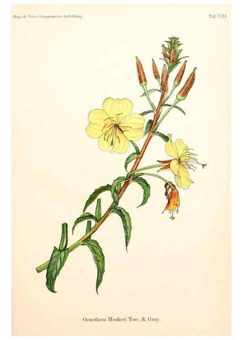 Reproducción/Reproduction 7164914658: Gruppenweise artbildung unter spezieller berücksichtigung der gattung Oenothera,. Berlin,Gebrüder Borntraeger,1913.