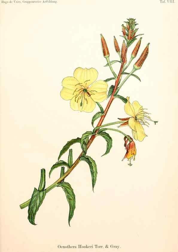 Reproducción/Reproduction 7164914658: Gruppenweise artbildung unter spezieller berücksichtigung der gattung Oenothera,. Berlin,Gebrüder Borntraeger,1913.