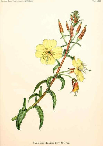 Reproducción/Reproduction 7164914658: Gruppenweise artbildung unter spezieller berücksichtigung der gattung Oenothera,. Berlin,Gebrüder Borntraeger,1913.