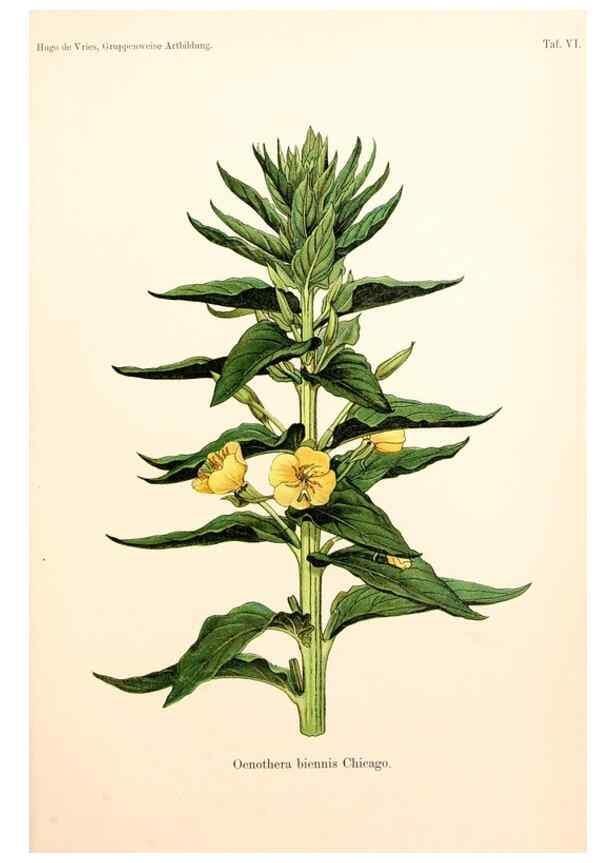 Reproducción/Reproduction 7164912758: Gruppenweise artbildung unter spezieller berücksichtigung der gattung Oenothera,. Berlin,Gebrüder Borntraeger,1913.