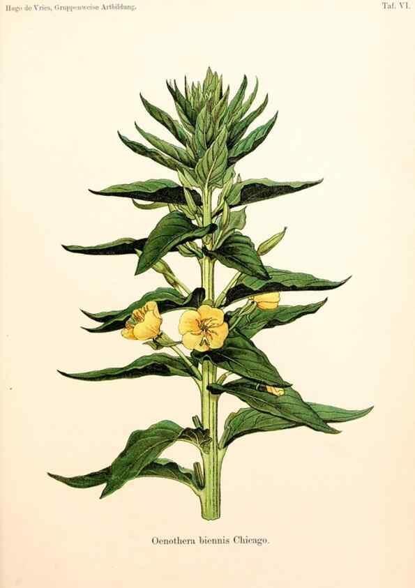 Reproducción/Reproduction 7164912758: Gruppenweise artbildung unter spezieller berücksichtigung der gattung Oenothera,. Berlin,Gebrüder Borntraeger,1913.