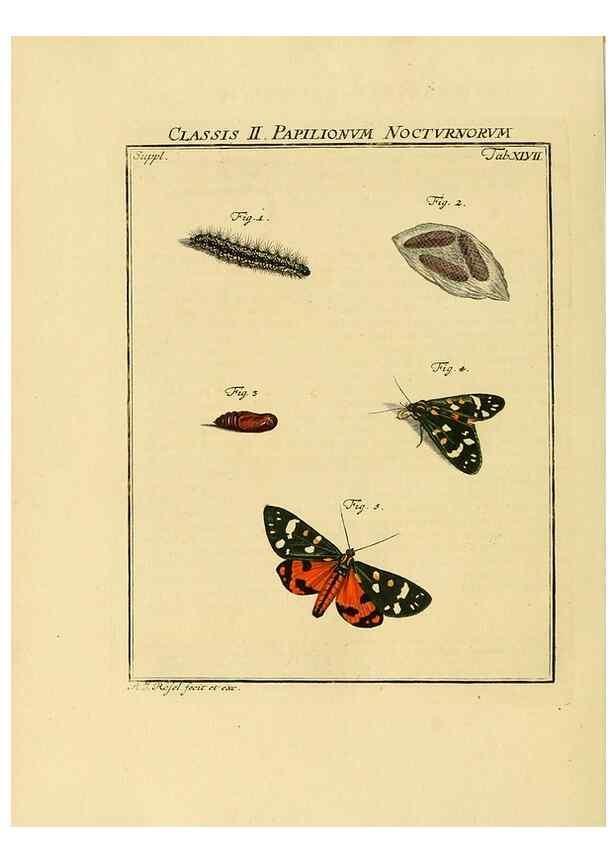 Reproducción/Reproduction 7158201114: De natuurlyke historie der insecten;. Te Haarlem,By C. H. Bohn en H. de Wit, boekverkoopers[1764-68]