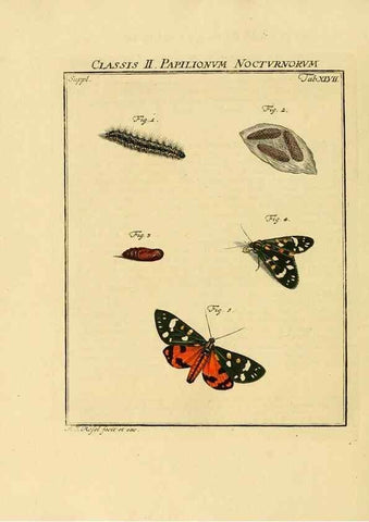 Reproducción/Reproduction 7158201114: De natuurlyke historie der insecten;. Te Haarlem,By C. H. Bohn en H. de Wit, boekverkoopers[1764-68]