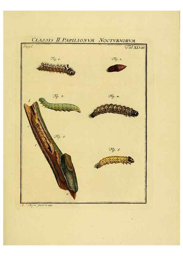 Reproducción/Reproduction 7158202514: De natuurlyke historie der insecten;. Te Haarlem,By C. H. Bohn en H. de Wit, boekverkoopers[1764-68]
