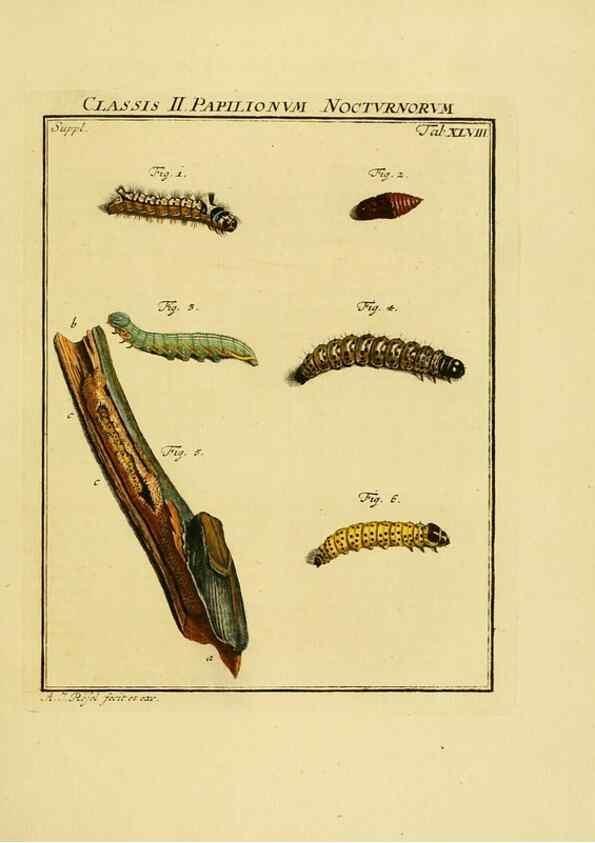 Reproducción/Reproduction 7158202514: De natuurlyke historie der insecten;. Te Haarlem,By C. H. Bohn en H. de Wit, boekverkoopers[1764-68]