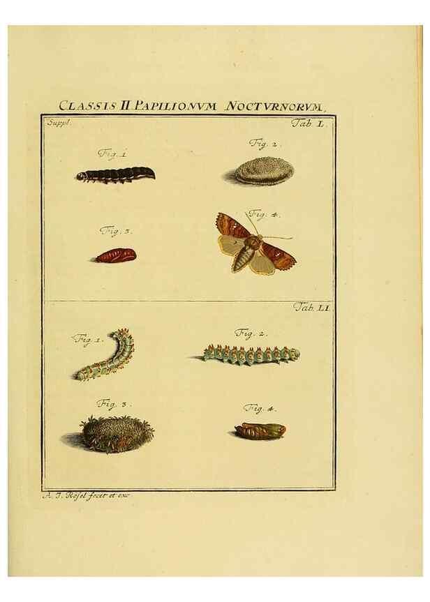 Reproducción/Reproduction 7158205566: De natuurlyke historie der insecten;. Te Haarlem,By C. H. Bohn en H. de Wit, boekverkoopers[1764-68]