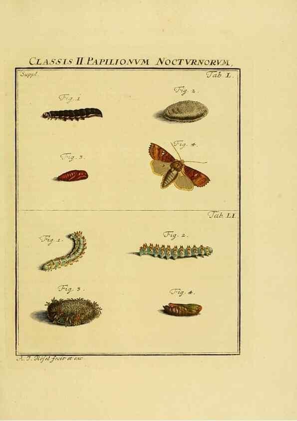 Reproducción/Reproduction 7158205566: De natuurlyke historie der insecten;. Te Haarlem,By C. H. Bohn en H. de Wit, boekverkoopers[1764-68]