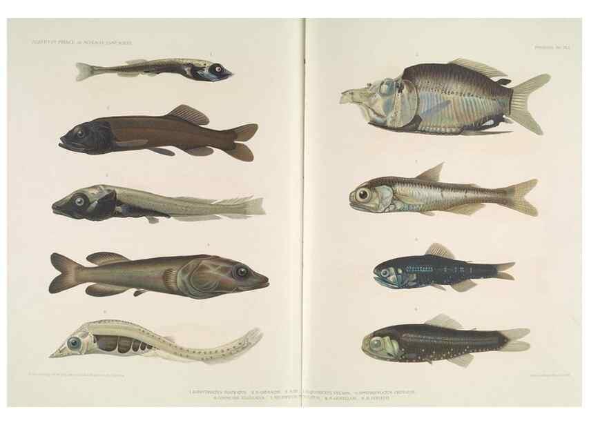 Reproducción/Reproduction 7164307804: Poissons provenant des campagnes du yacht Princesse-Alice (1901-1910). Monaco,1911.