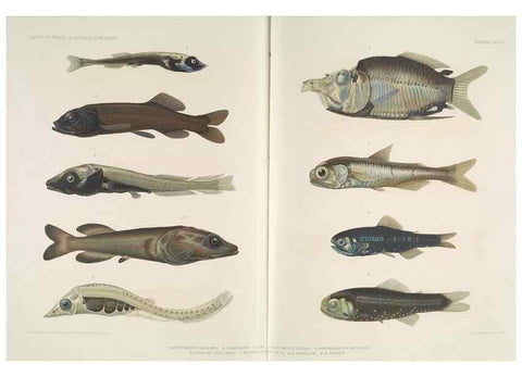 Reproducción/Reproduction 7164307804: Poissons provenant des campagnes du yacht Princesse-Alice (1901-1910). Monaco,1911.