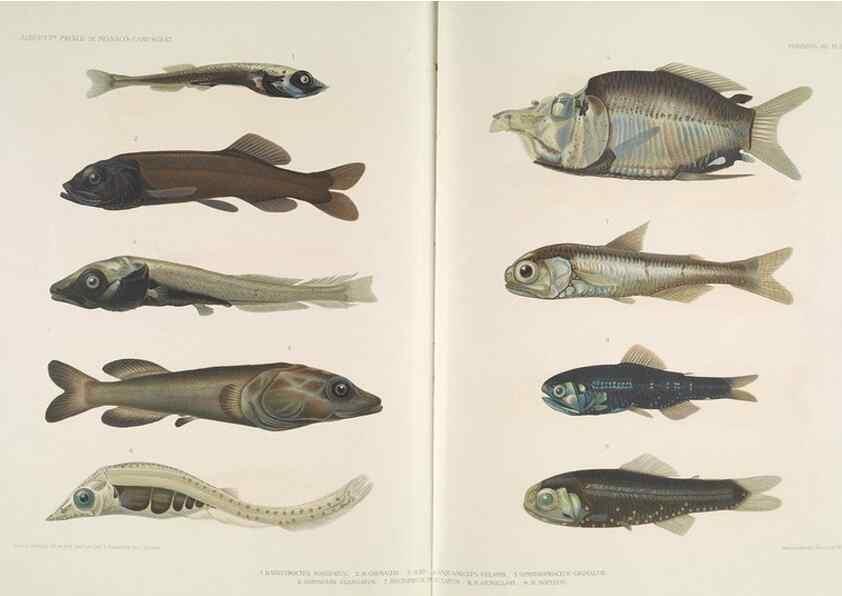 Reproducción/Reproduction 7164307804: Poissons provenant des campagnes du yacht Princesse-Alice (1901-1910). Monaco,1911.