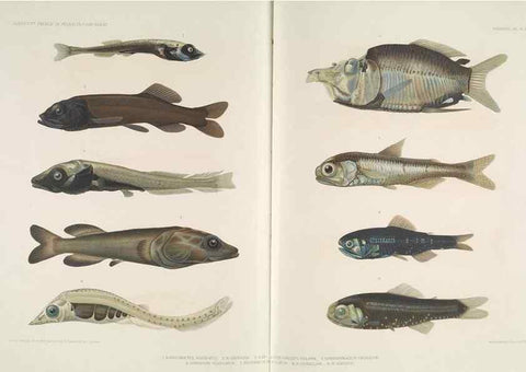 Reproducción/Reproduction 7164307804: Poissons provenant des campagnes du yacht Princesse-Alice (1901-1910). Monaco,1911.