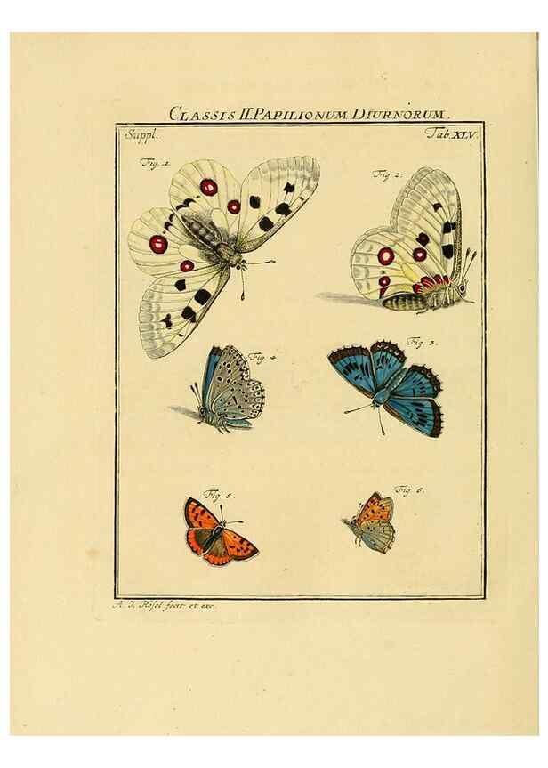Reproducción/Reproduction 7158198554: De natuurlyke historie der insecten;. Te Haarlem,By C. H. Bohn en H. de Wit, boekverkoopers[1764-68]