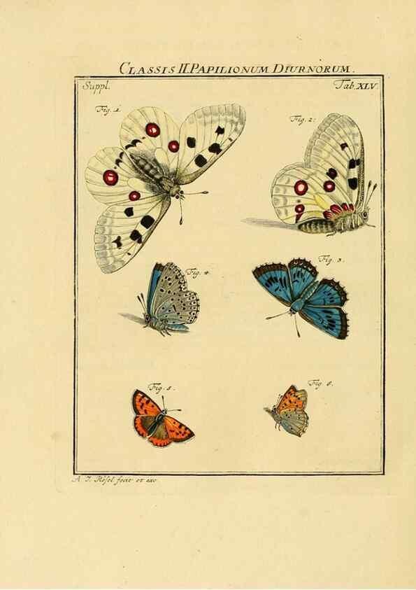 Reproducción/Reproduction 7158198554: De natuurlyke historie der insecten;. Te Haarlem,By C. H. Bohn en H. de Wit, boekverkoopers[1764-68]