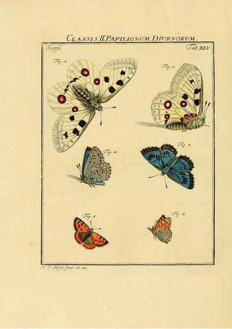 Reproducción/Reproduction 7158198554: De natuurlyke historie der insecten;. Te Haarlem,By C. H. Bohn en H. de Wit, boekverkoopers[1764-68]