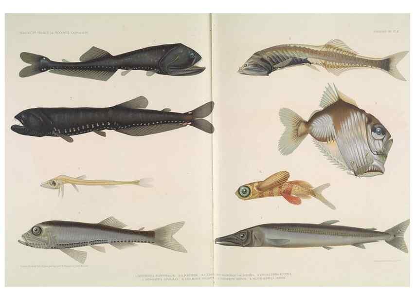 Reproducción/Reproduction 7164308418: Poissons provenant des campagnes du yacht Princesse-Alice (1901-1910). Monaco,1911.