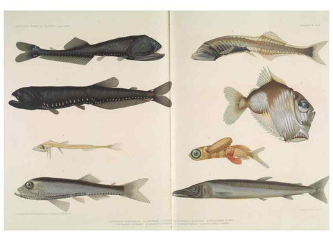 Reproducción/Reproduction 7164308418: Poissons provenant des campagnes du yacht Princesse-Alice (1901-1910). Monaco,1911.