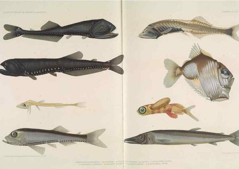 Reproducción/Reproduction 7164308418: Poissons provenant des campagnes du yacht Princesse-Alice (1901-1910). Monaco,1911.