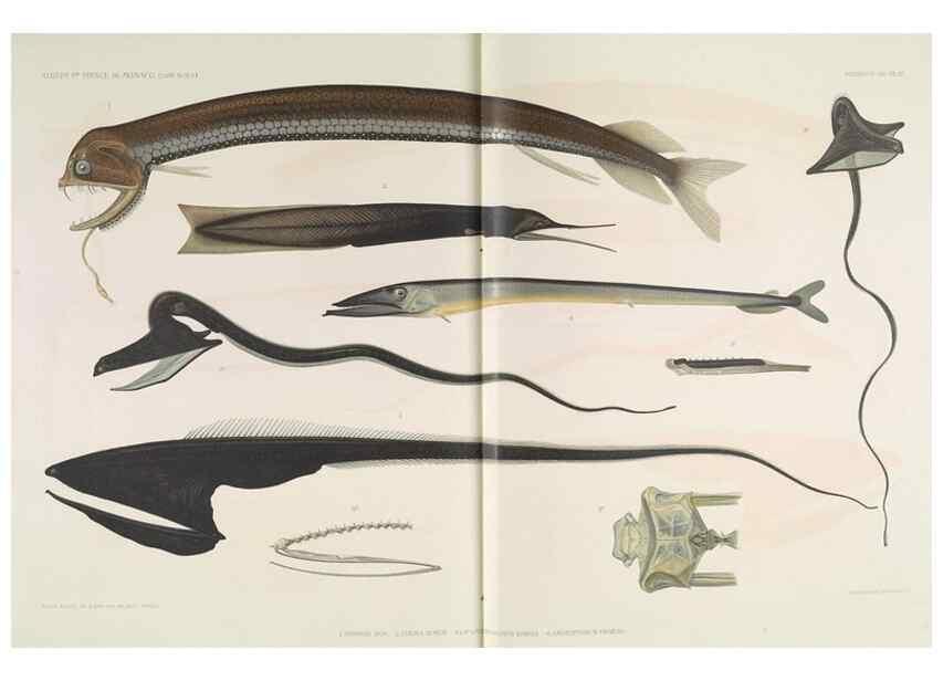 Reproducción/Reproduction 7164309714: Poissons provenant des campagnes du yacht Princesse-Alice (1901-1910). Monaco,1911.