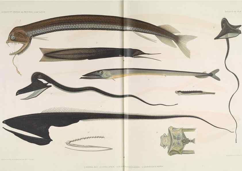 Reproducción/Reproduction 7164309714: Poissons provenant des campagnes du yacht Princesse-Alice (1901-1910). Monaco,1911.