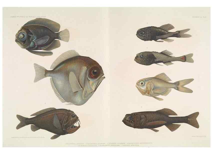 Reproducción/Reproduction 7164310378: Poissons provenant des campagnes du yacht Princesse-Alice (1901-1910). Monaco,1911.