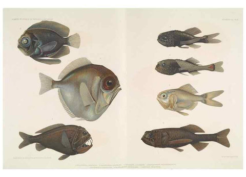 Reproducción/Reproduction 7164310378: Poissons provenant des campagnes du yacht Princesse-Alice (1901-1910). Monaco,1911.