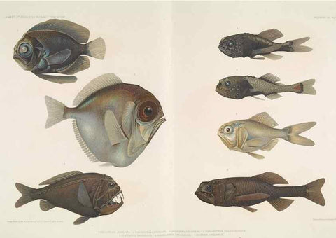 Reproducción/Reproduction 7164310378: Poissons provenant des campagnes du yacht Princesse-Alice (1901-1910). Monaco,1911.