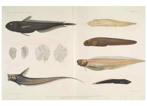 Reproducción/Reproduction 7164311090: Poissons provenant des campagnes du yacht Princesse-Alice (1901-1910). Monaco,1911.