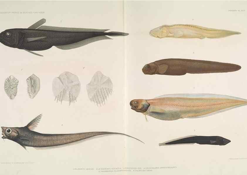 Reproducción/Reproduction 7164311090: Poissons provenant des campagnes du yacht Princesse-Alice (1901-1910). Monaco,1911.