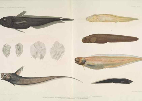 Reproducción/Reproduction 7164311090: Poissons provenant des campagnes du yacht Princesse-Alice (1901-1910). Monaco,1911.