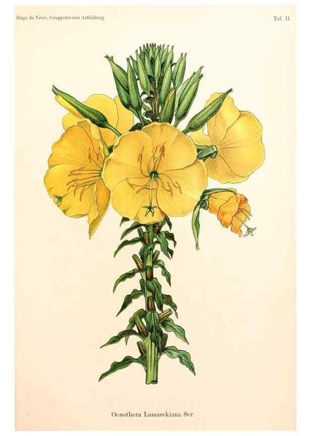 Reproducción/Reproduction 7164908226: Gruppenweise artbildung unter spezieller berücksichtigung der gattung Oenothera,. Berlin,Gebrüder Borntraeger,1913.