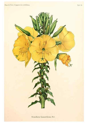 Reproducción/Reproduction 7164908226: Gruppenweise artbildung unter spezieller berücksichtigung der gattung Oenothera,. Berlin,Gebrüder Borntraeger,1913.