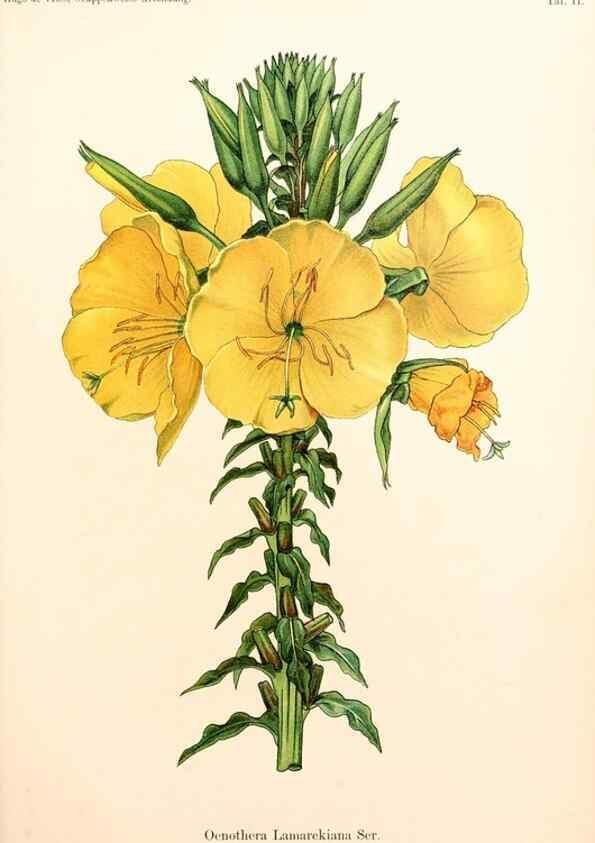 Reproducción/Reproduction 7164908226: Gruppenweise artbildung unter spezieller berücksichtigung der gattung Oenothera,. Berlin,Gebrüder Borntraeger,1913.
