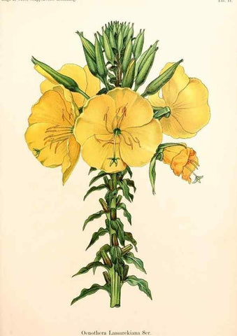 Reproducción/Reproduction 7164908226: Gruppenweise artbildung unter spezieller berücksichtigung der gattung Oenothera,. Berlin,Gebrüder Borntraeger,1913.